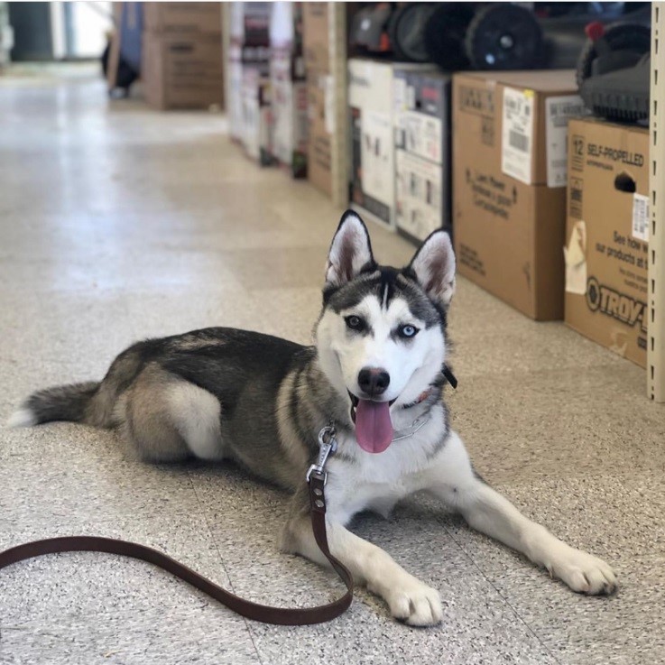 Husky doing their job. Staying in a down command while shopping.