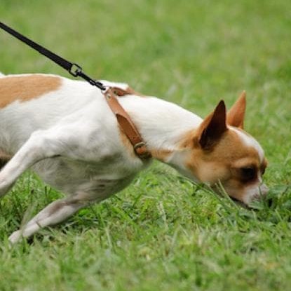 Why Dog’s Pull and How to Fix It