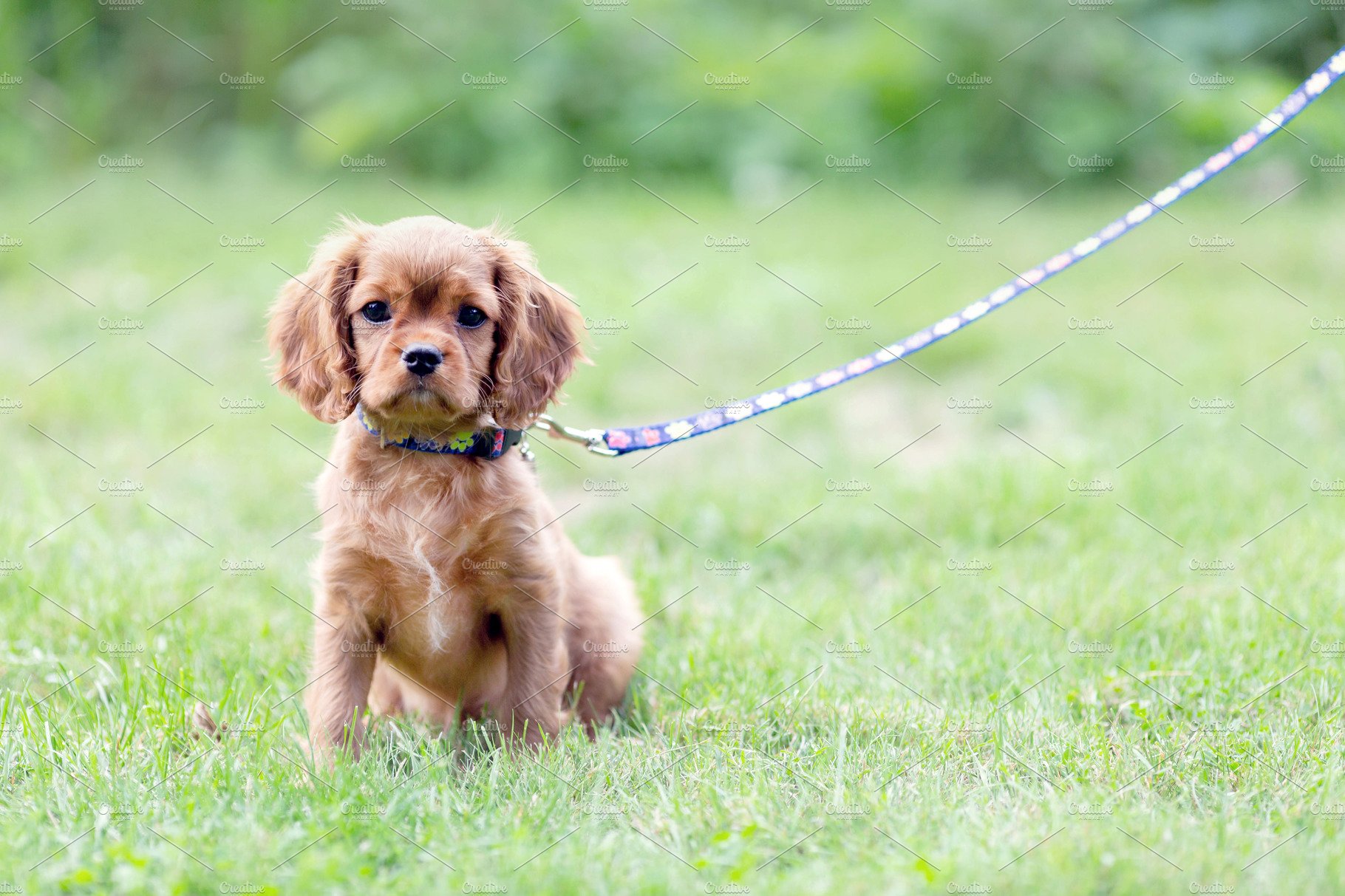 Dog Training in Davis County
