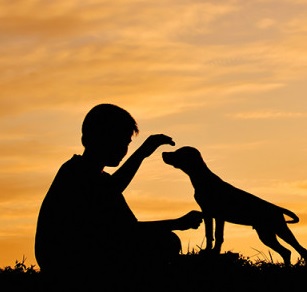 Dogs Will React in One of Four Ways