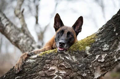 Why Do Dogs Like Trees?