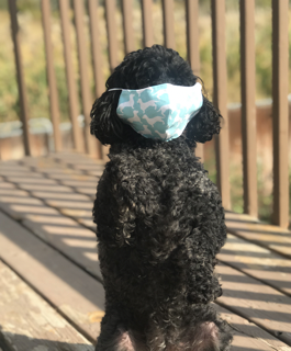 Lessons from Coronavirus