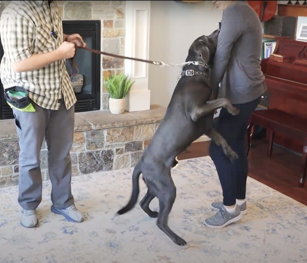 Dog jumps up on people | How to fix dog jumping | Cornerstone Dog Training 