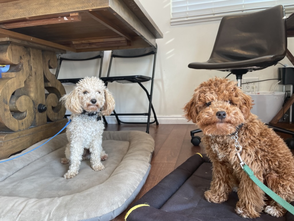 Dog Training Tools | Cornerstone Dog Training 