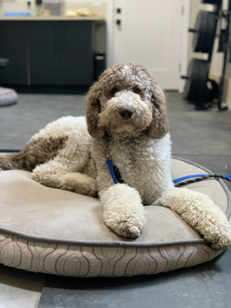 Dog doing nothing on place