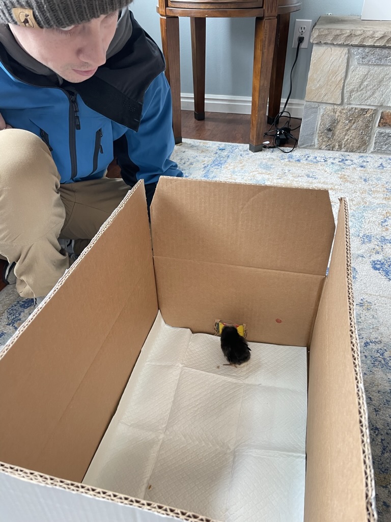 Chick training and how it relates to dog training | Cornerstone Dog Training