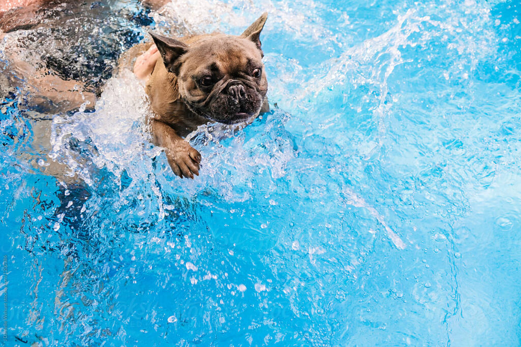 French Bulldog Swimming
