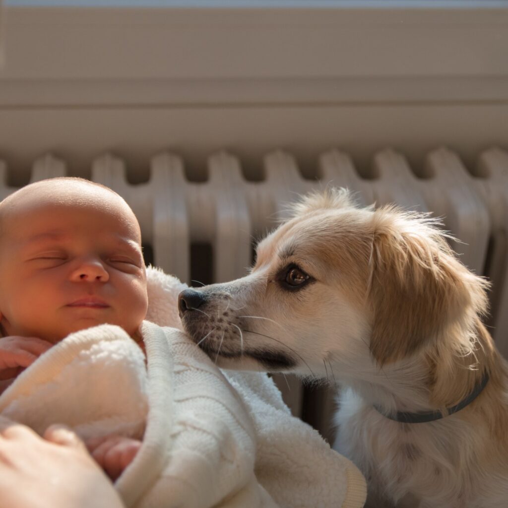 How to introduce a new baby to your dog