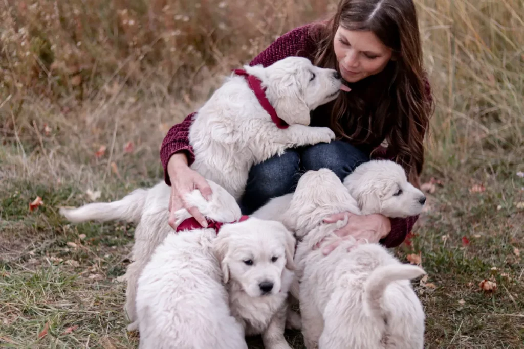 Interview with Red Fern Companions | Cornerstone Dog Training | English Golden Retriever Puppies