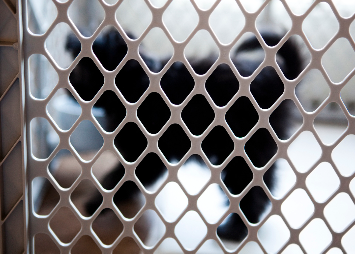 Kaysville UT Board and Train