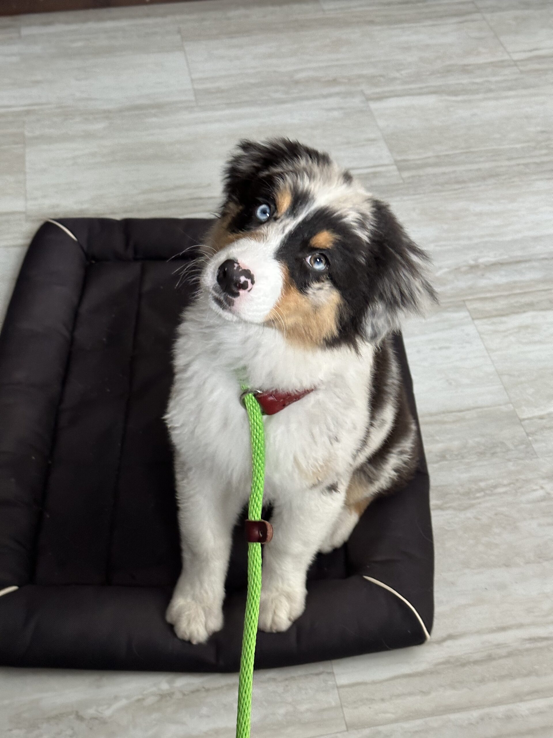 How to discipline a puppy with a slip leash