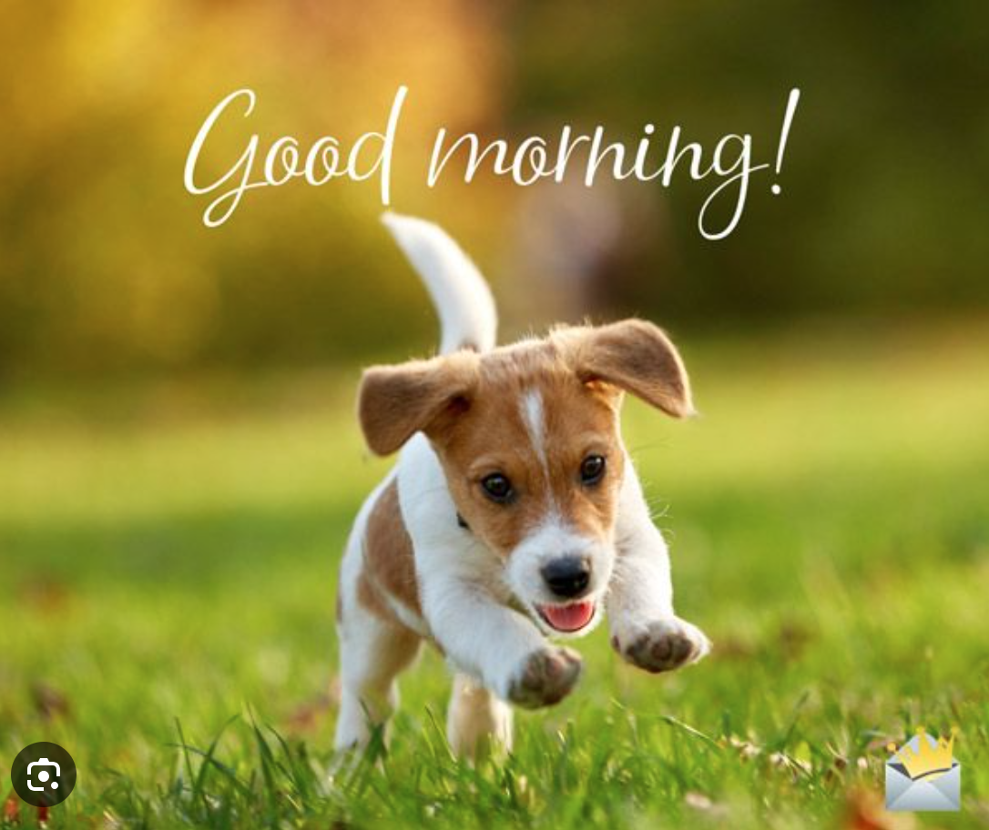 Kaysville UT Board and Train