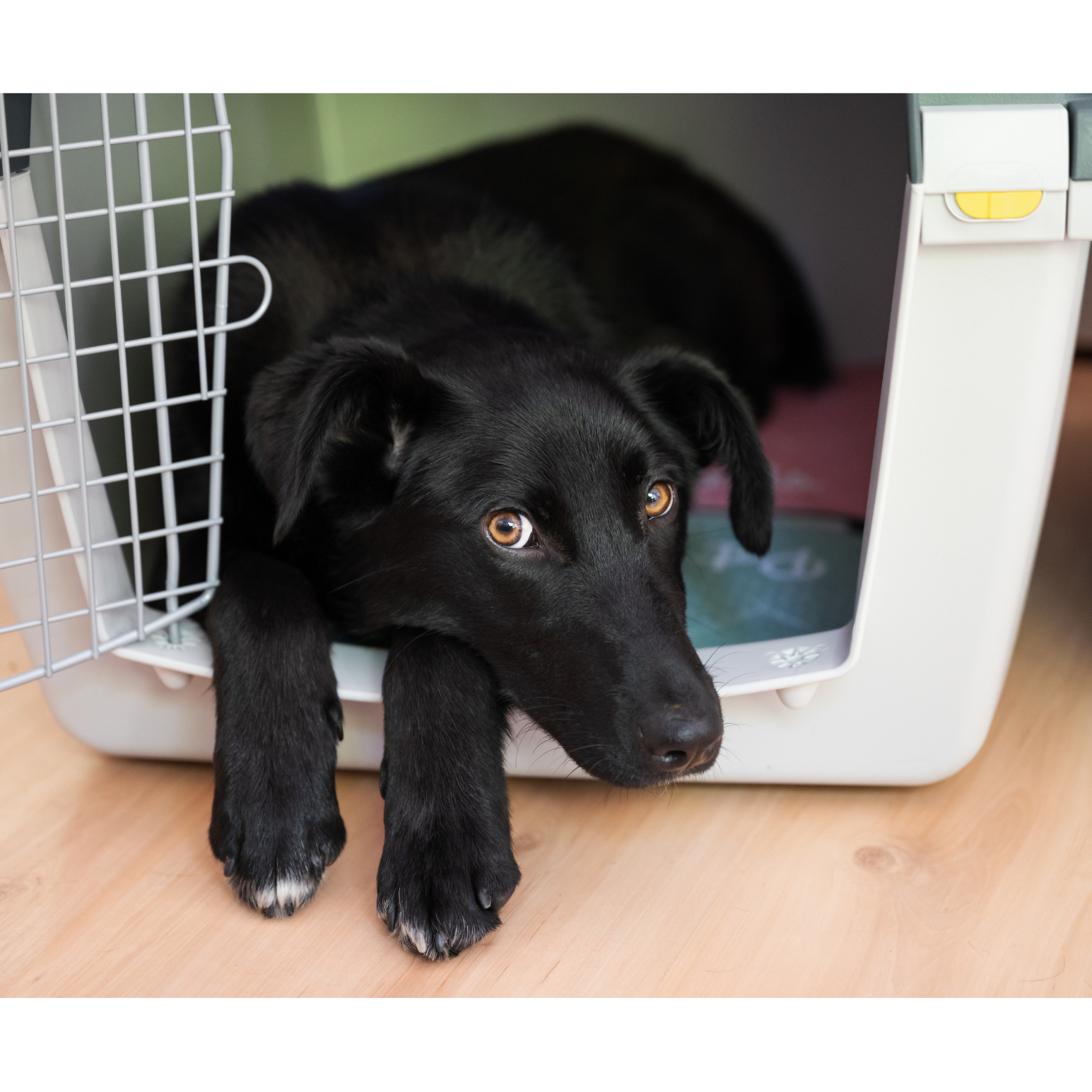 Relaxed dog in a crate | Help a Dog Relax | Cornerstone Dog Training 