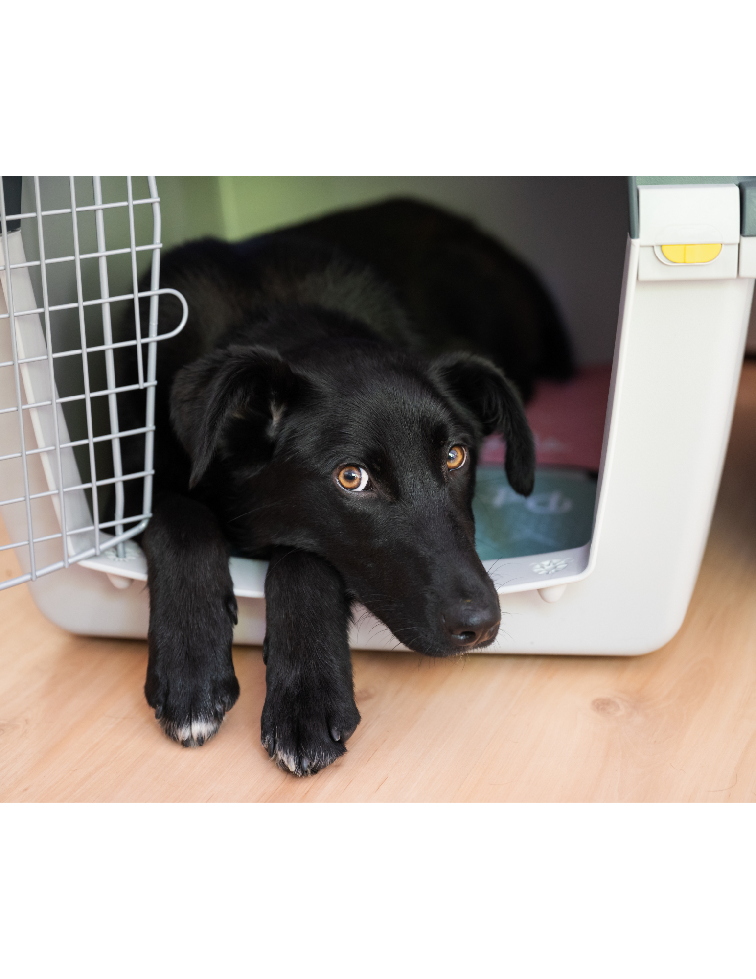 Help a Dog Relax | Cornerstone Dog Training