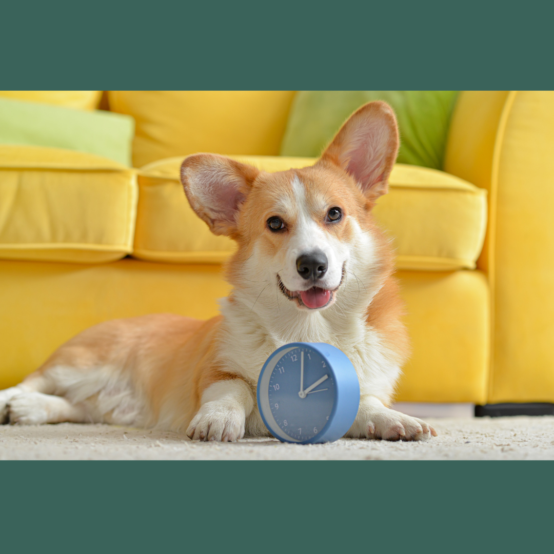 Creating a puppy schedule that's good for training | Cornerstone Dog Training