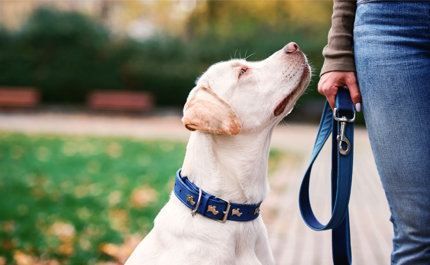Focused heeling with a dog | Cornerstone Dog Training 