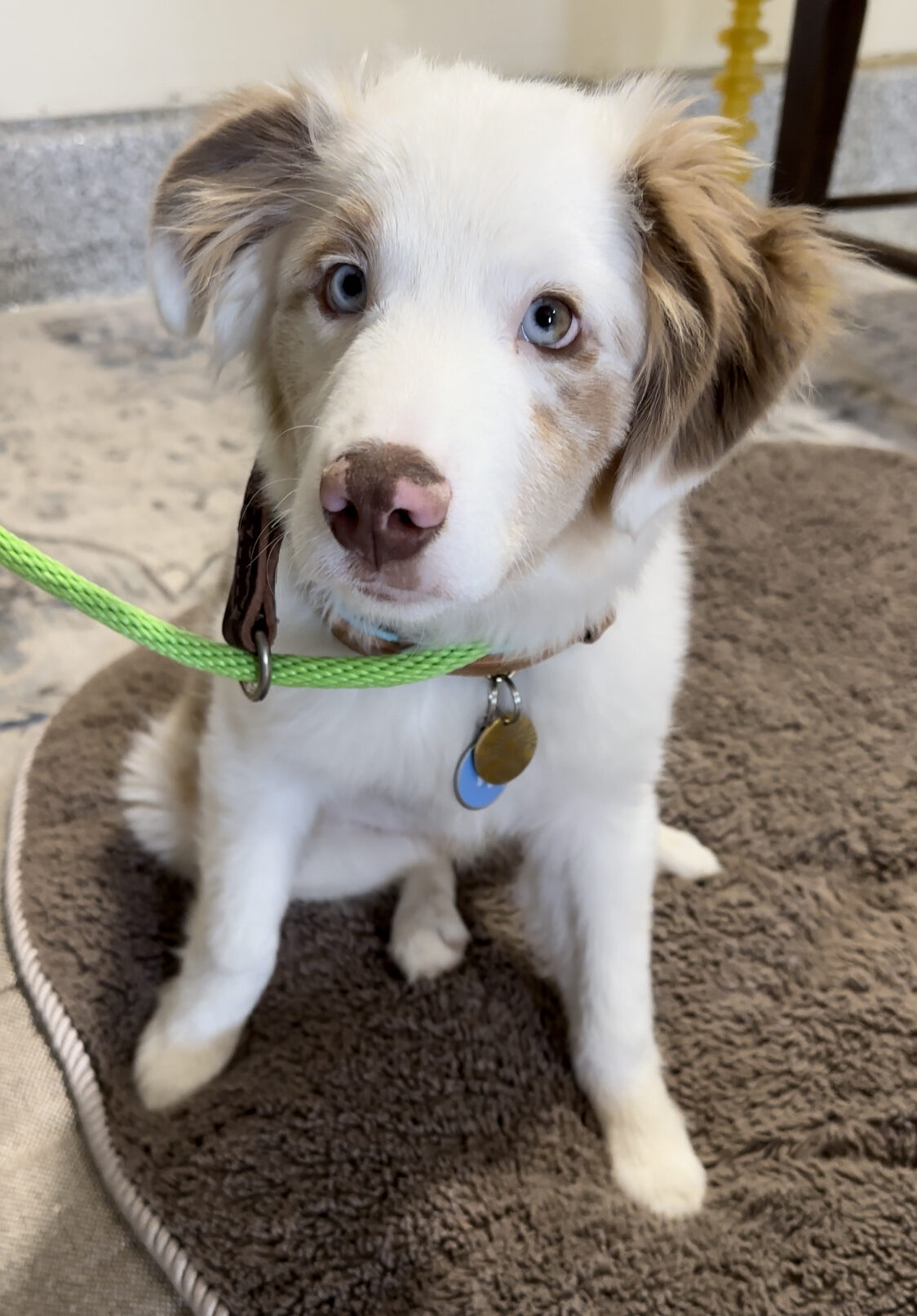 A happy Australian shepherd puppy sitting on Place, with a slip leash on—ready for training in a calm home environment.