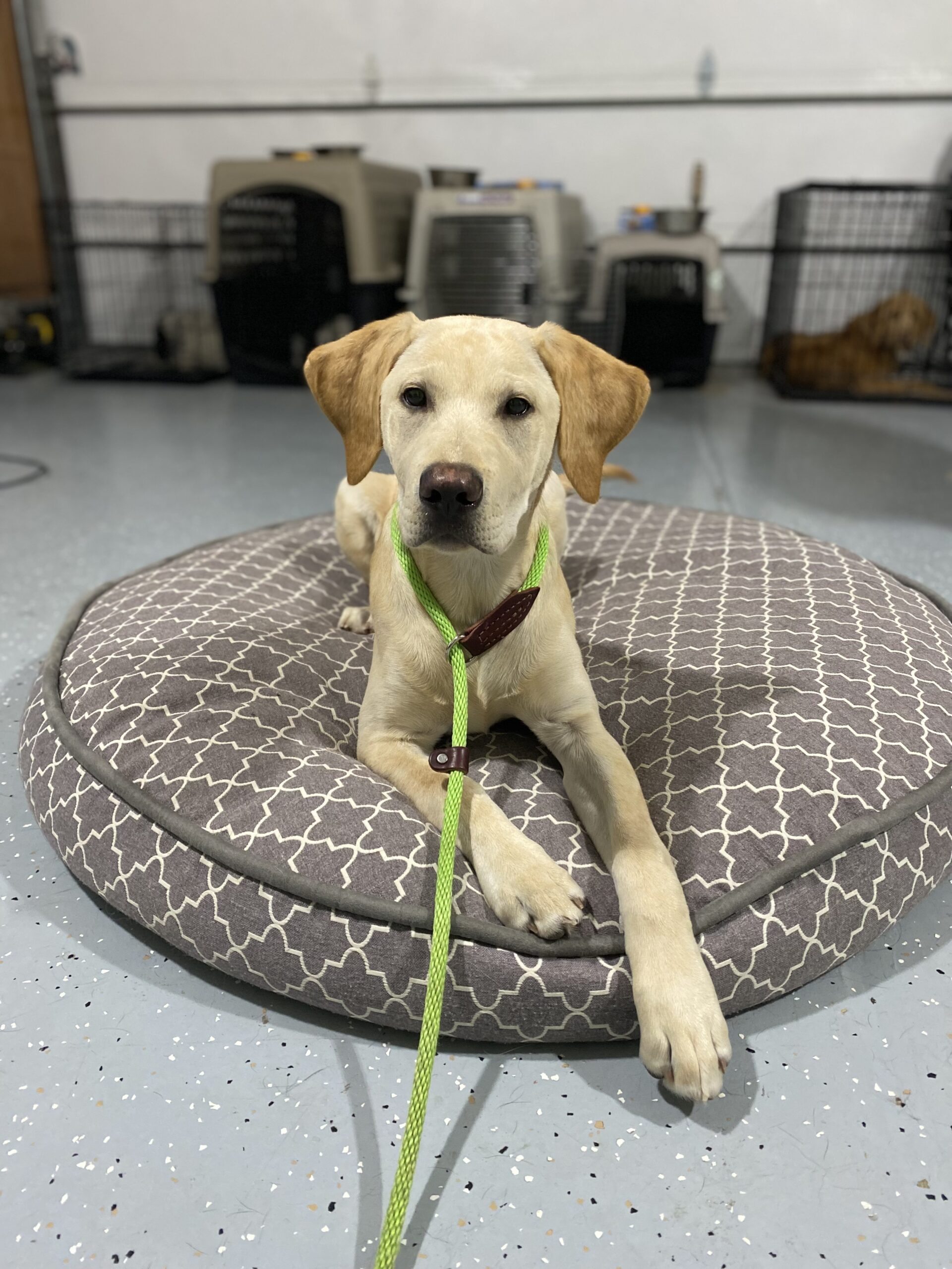 Kaysville UT Puppy Trainer