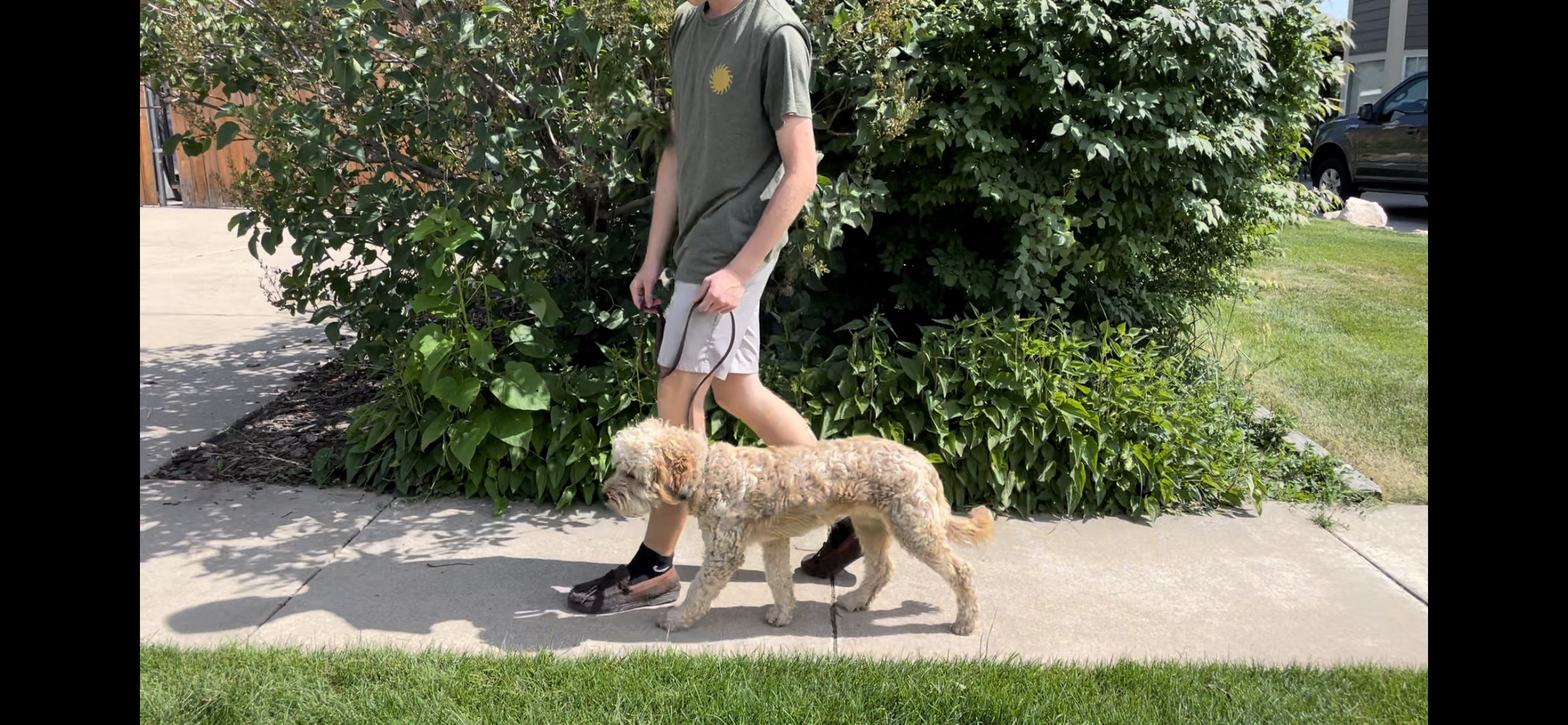 Kaysville UT Puppy Trainer