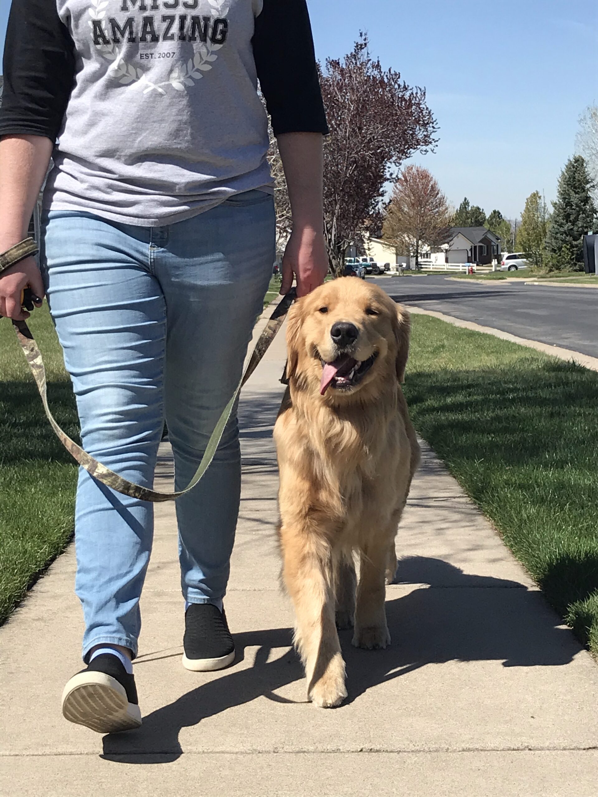 Dog owner training a puppy at home using online lessons from Cornerstone Dog Training