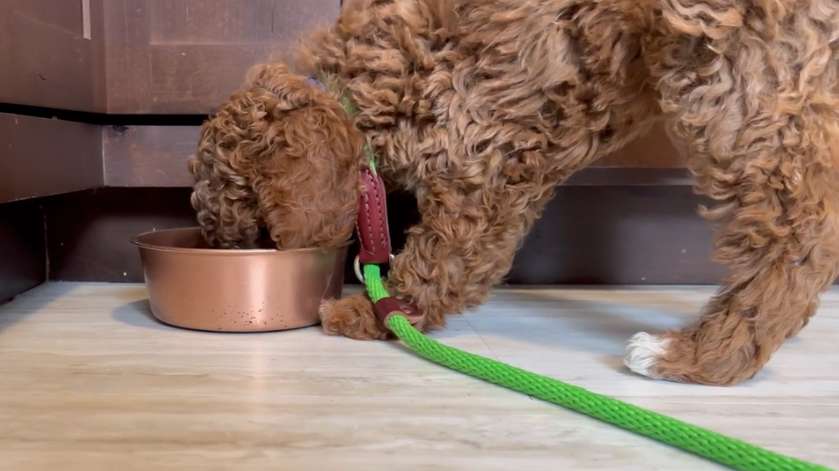 Curly-coated puppy eating from a copper bowl while on a green leash, following a structured feeding schedule that supports training and potty routine—illustrating how often a puppy should eat for consistency and calm behavior.