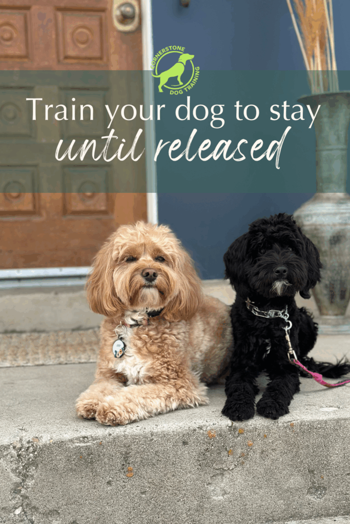 Two small dogs sitting calmly on a doorstep practicing an implied stay, demonstrating how to train your dog to stay until released.