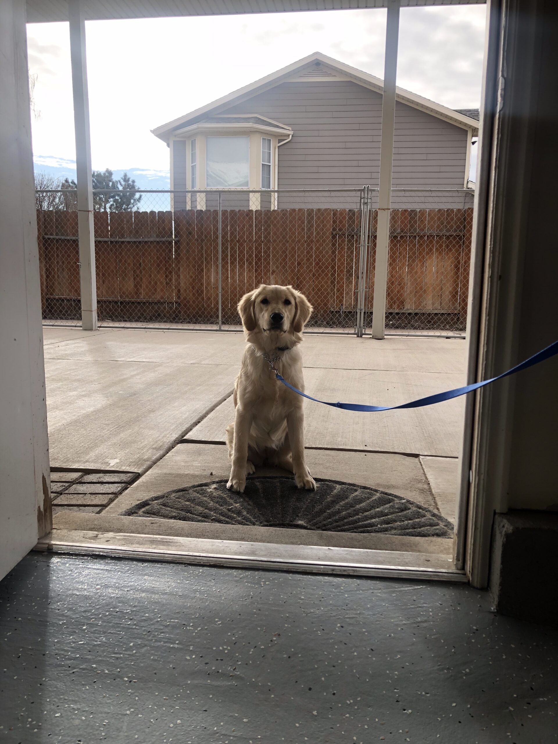 Dog staying and waiting to be welcomed through door. Teaching dog to stay