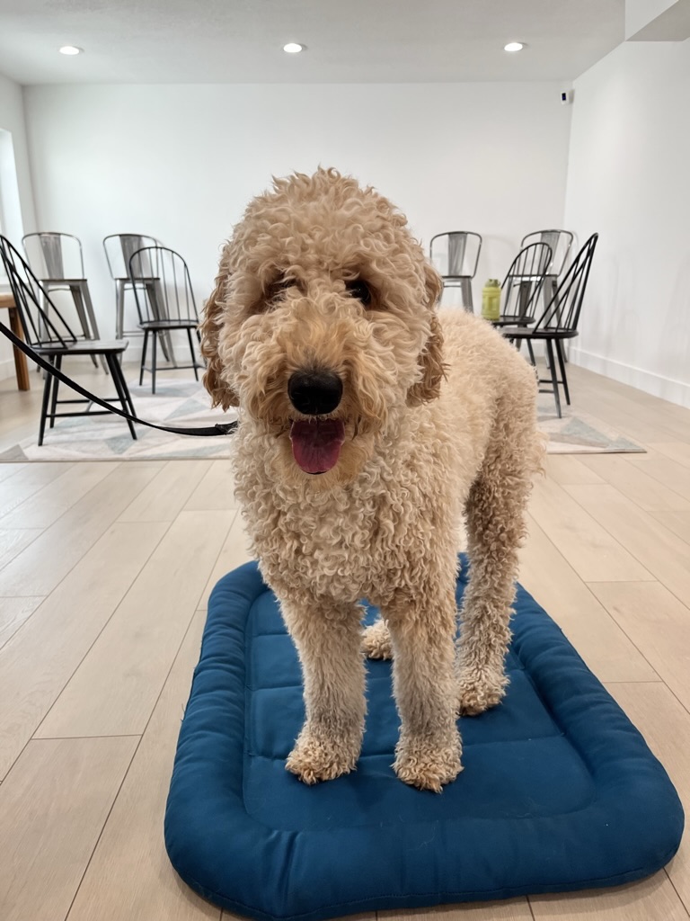 Place command with poodle