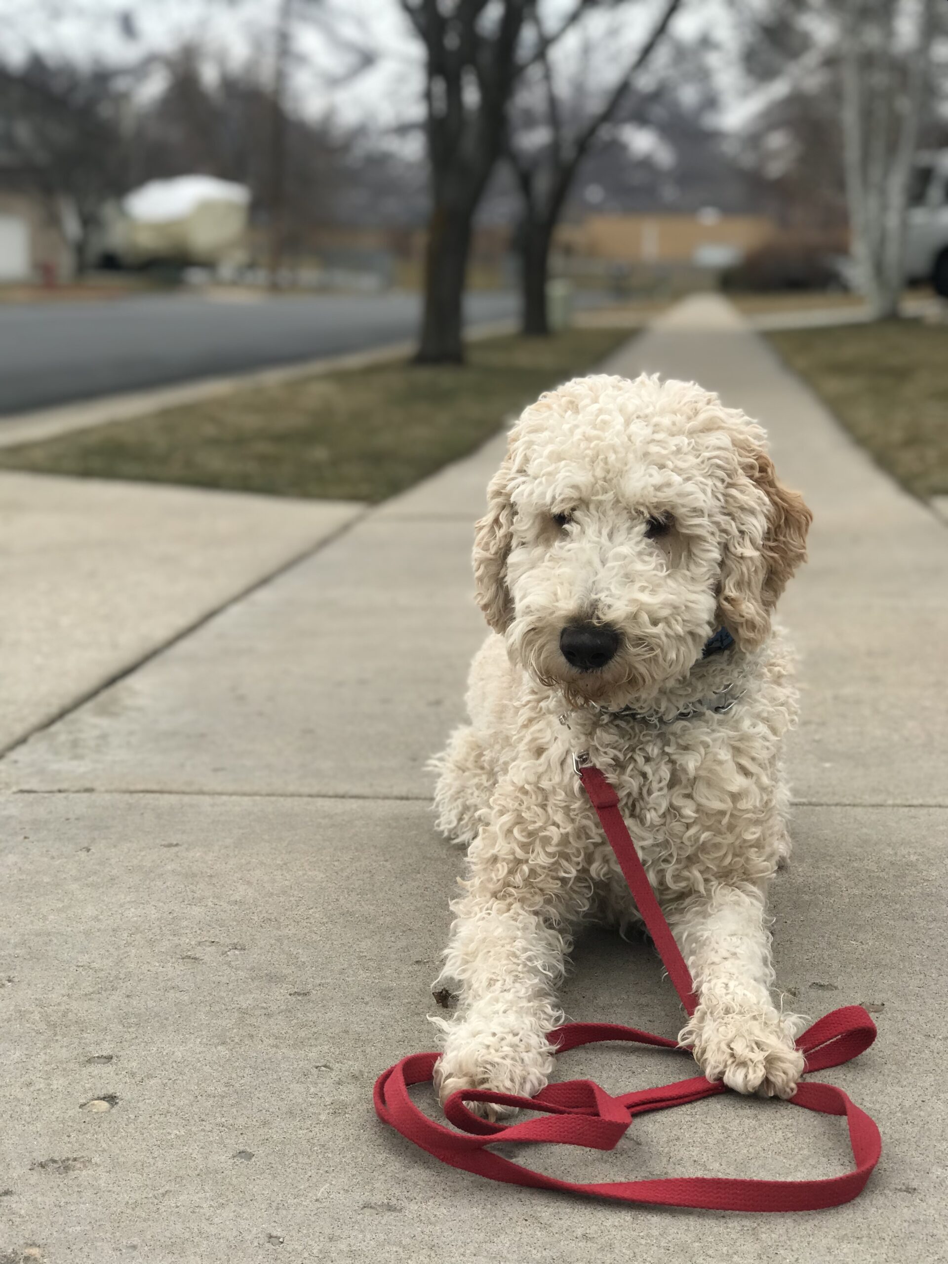 Dog sitting outside on the sidewalk near a designated potty spot, starting potty training with a leash