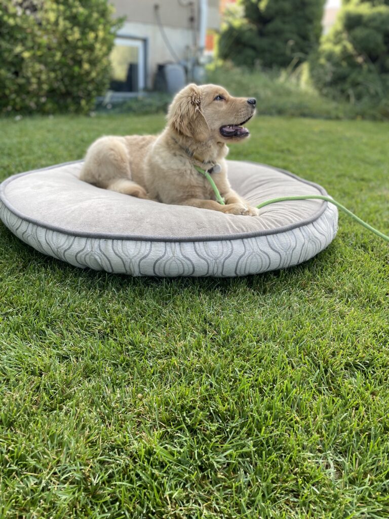 Golden Retriever doing puppy training in Kaysville, Utah by sitting on place.