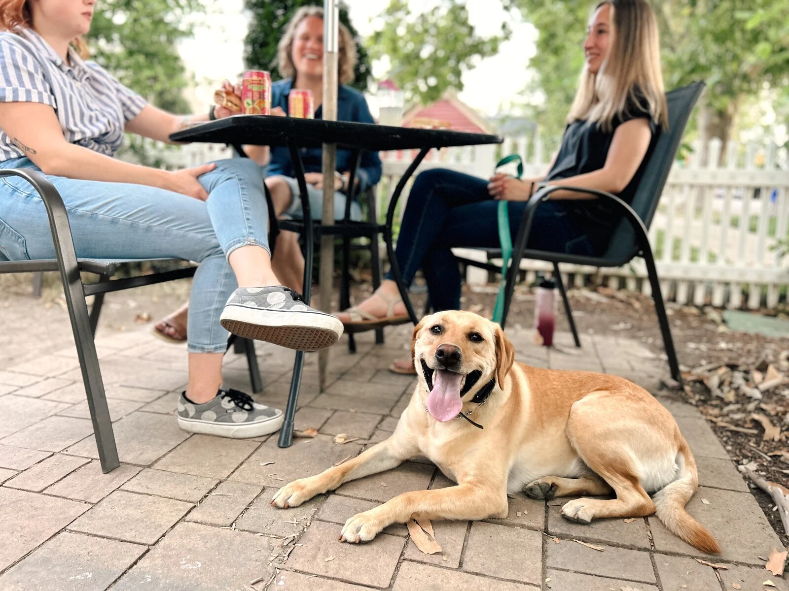 Kaysville UT Dog Training