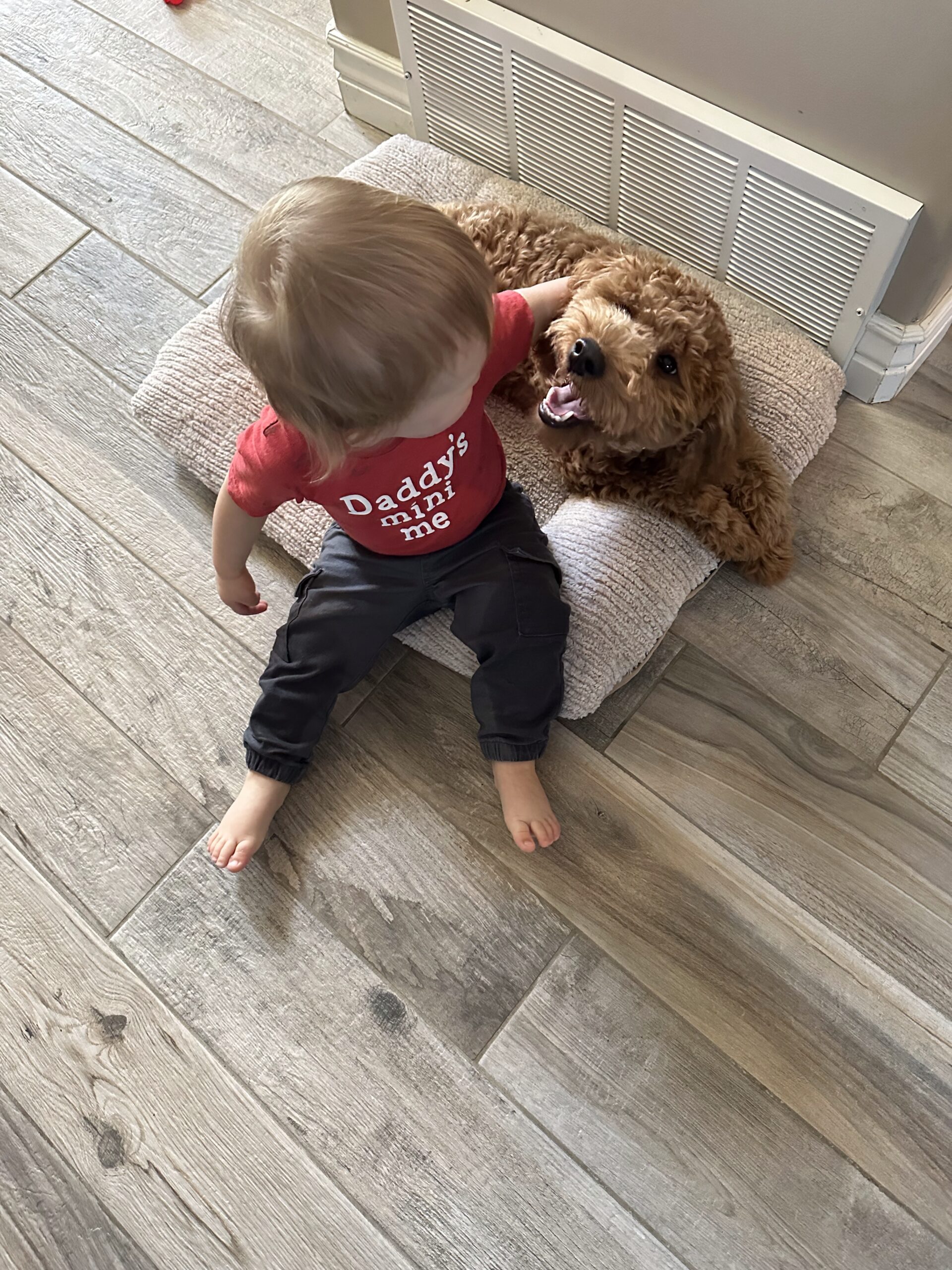 Dog Training in Kaysville Utah: From Overwhelmed to Empowered