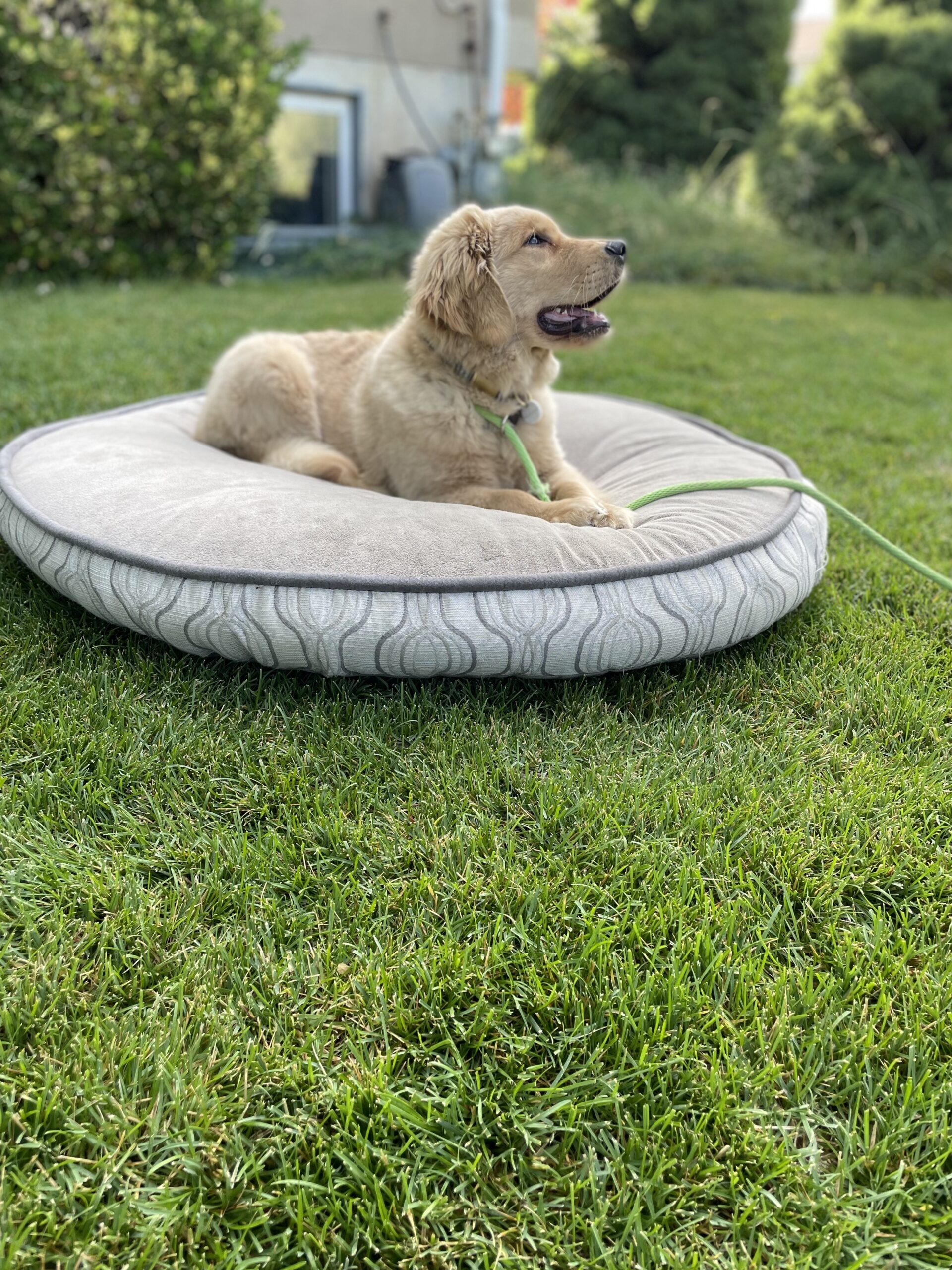 Kaysville UT Puppy Trainer