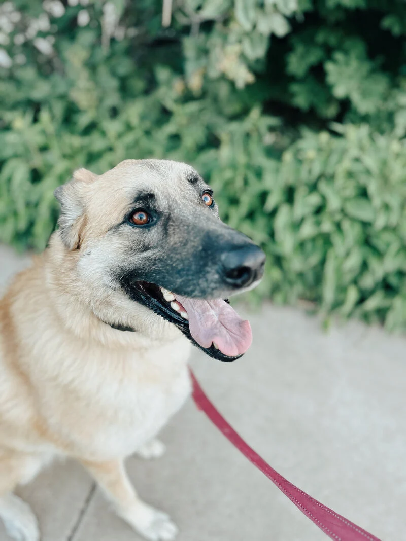 Kaysville UT Dog Training