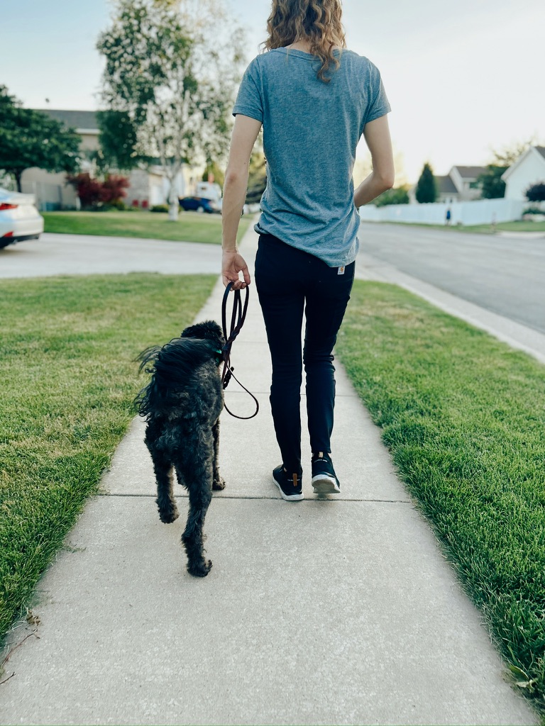 Dog walking nicely on walk