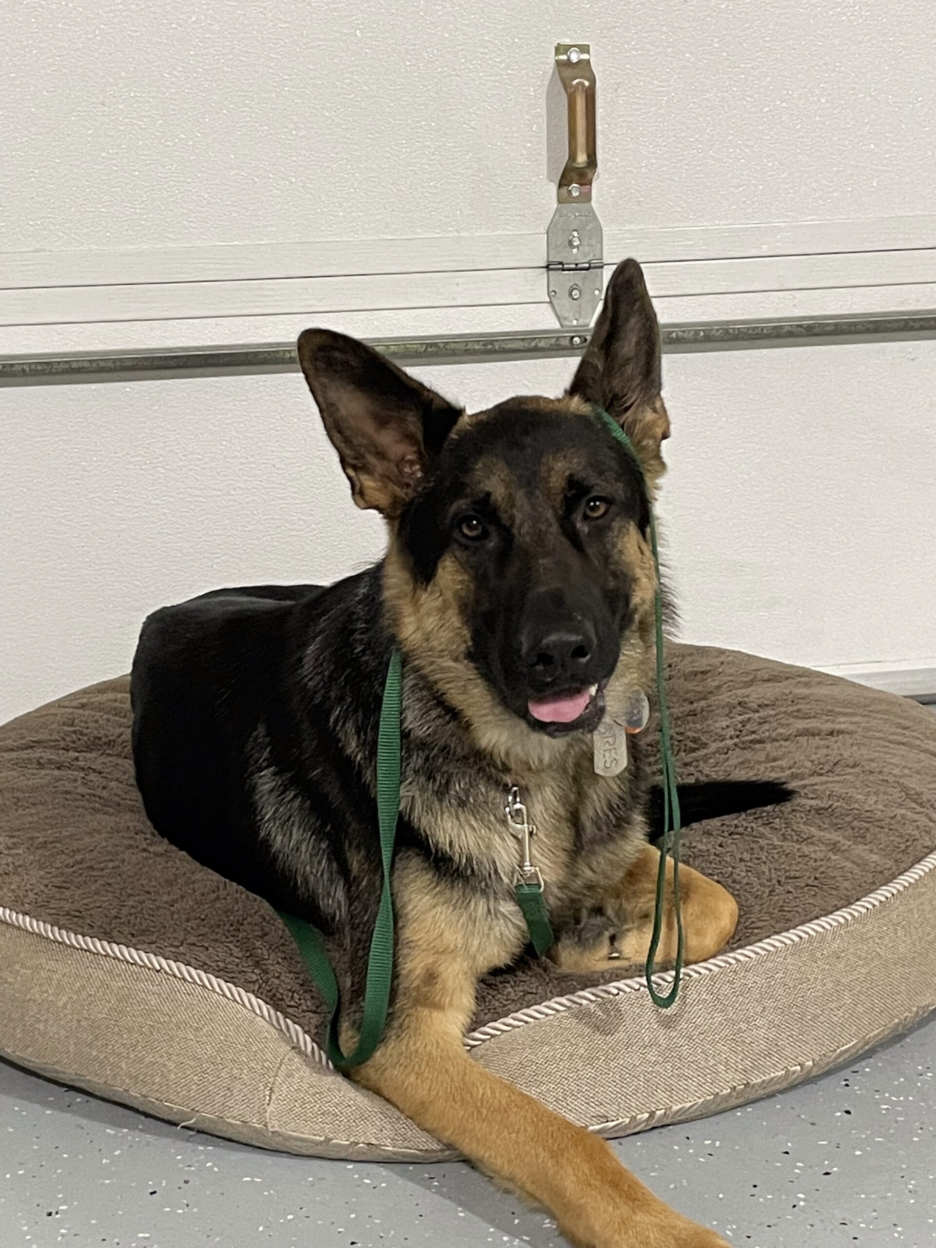 German Shepherd Ecollar Training Davis County