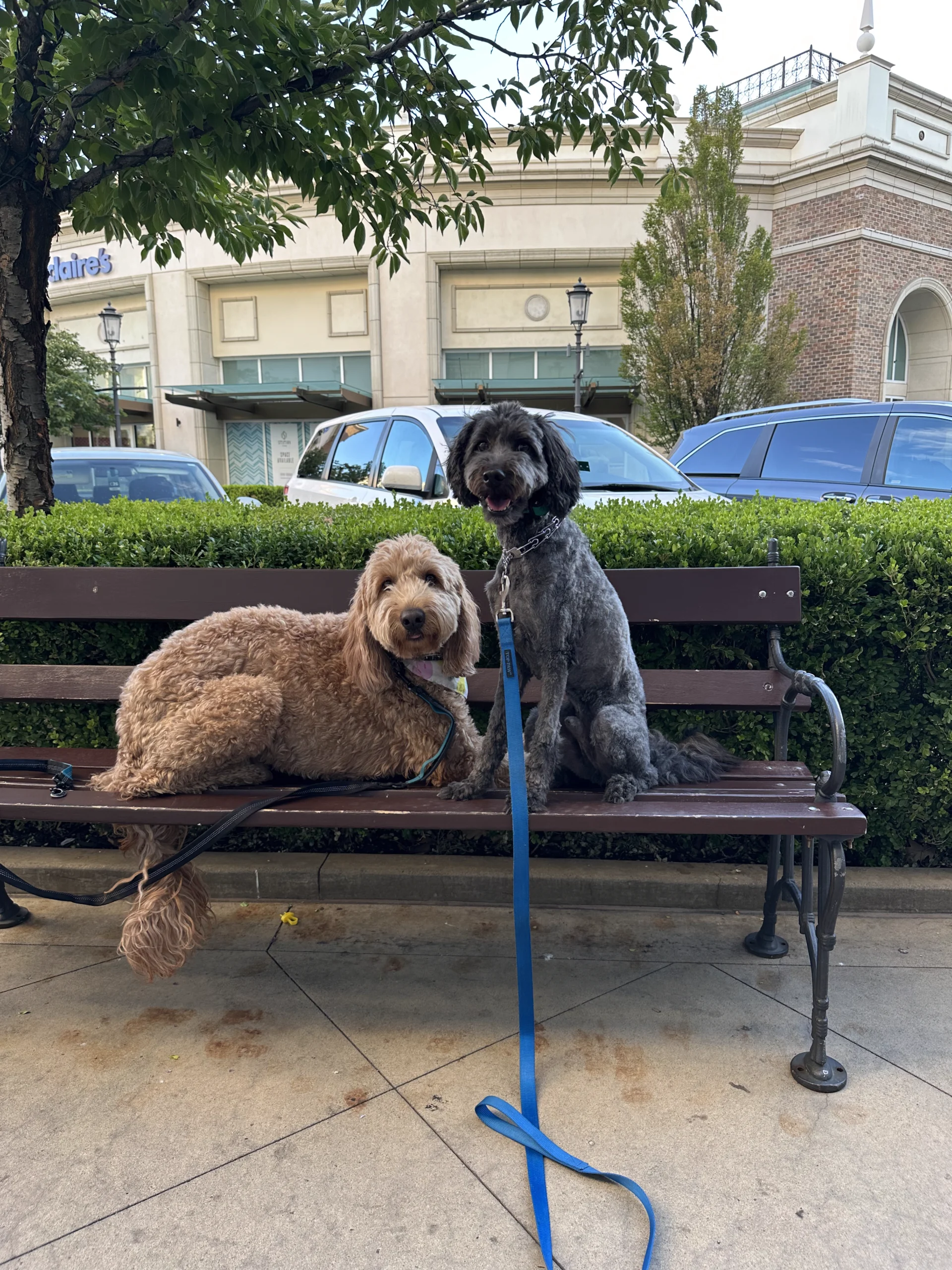 Dog Training In Station Park