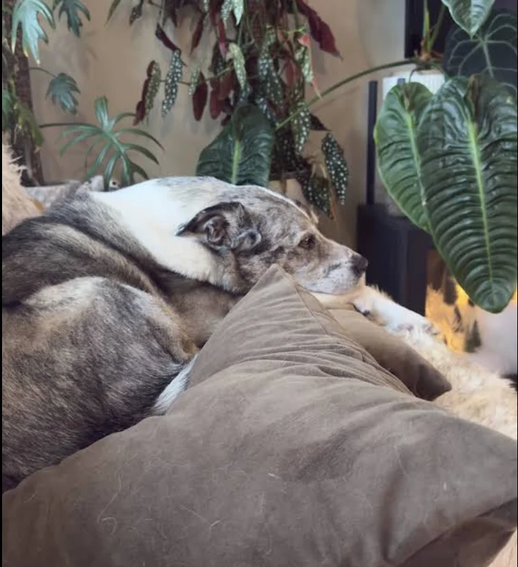 Reactive Dog Training Near Me