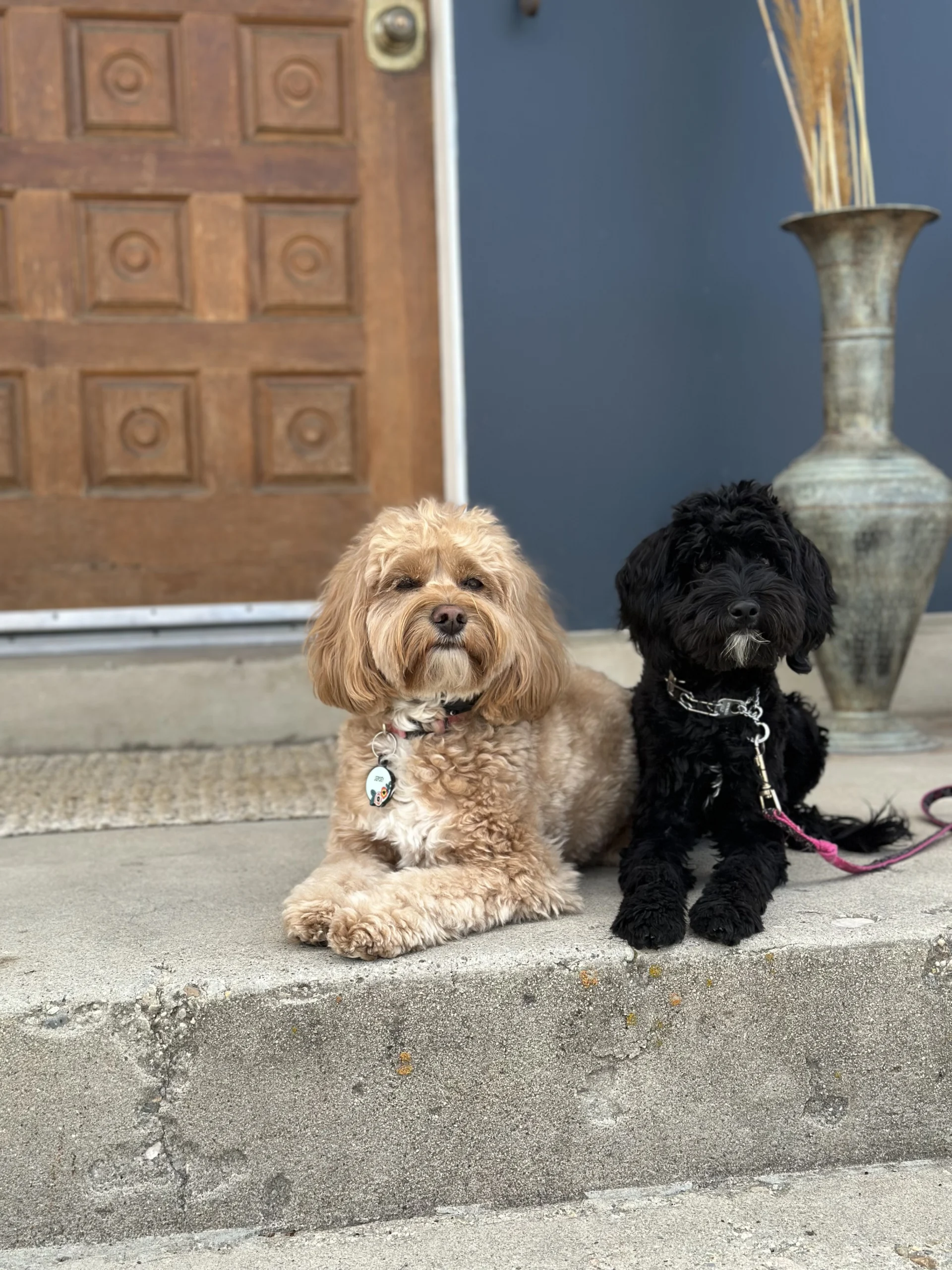 Balanced Dog Training in Kaysville