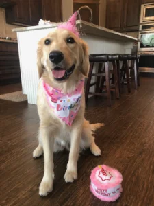 Dog Training in Layton: How to Raise a Calm, Well-Behaved Dog