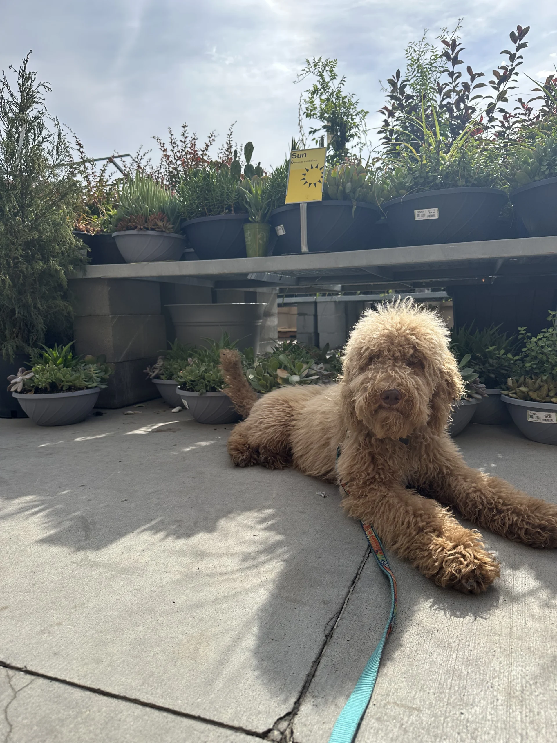 Puppy Socialization: Raising a Calm, Confident Dog