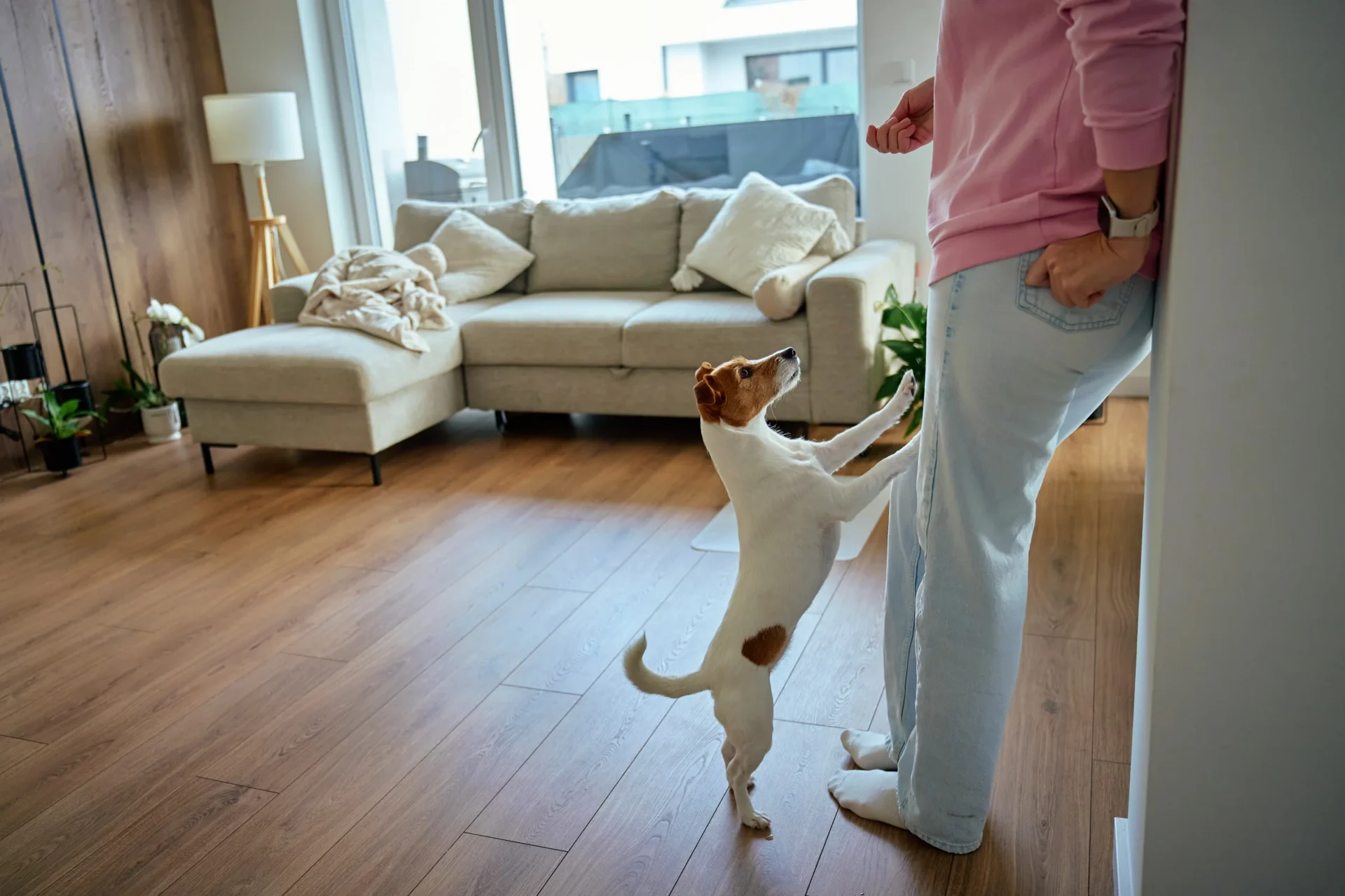 Dog Training Programs