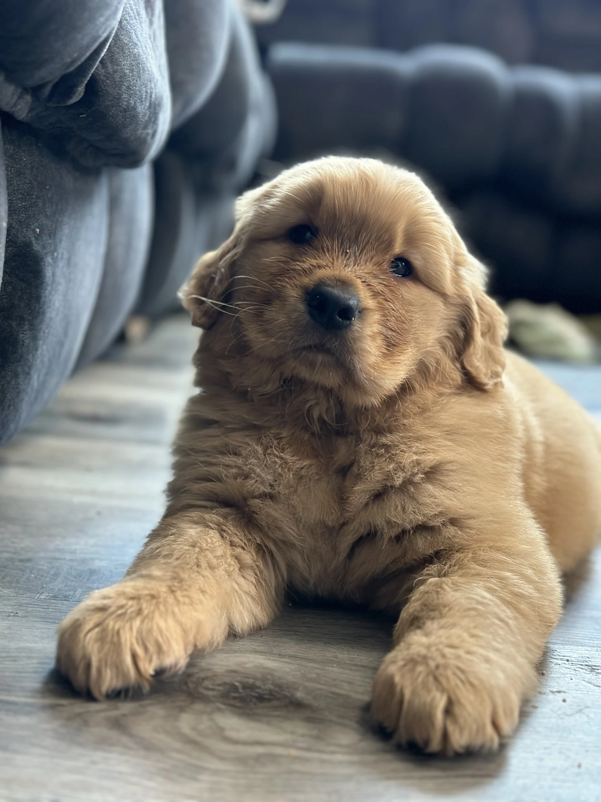 Puppy Training in Davis County: Start Strong, Avoid Problems, Build the Dog You Actually Want