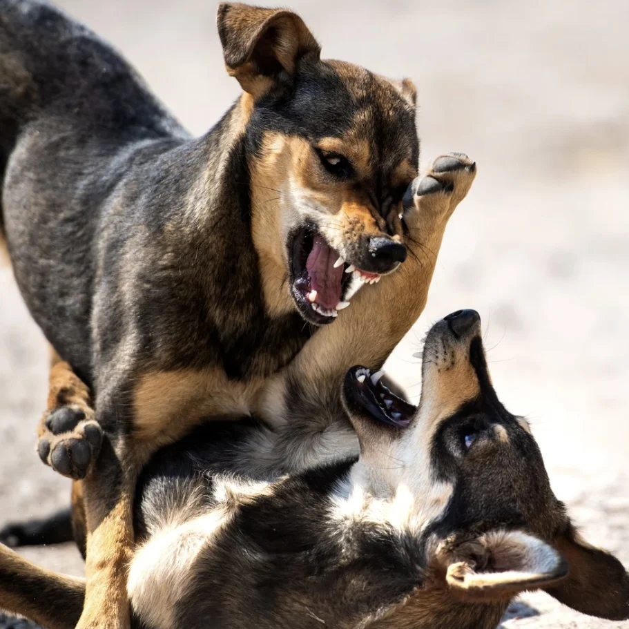 Aggressive Dog Training in Kaysville Aggressive Dog Training in Kaysville