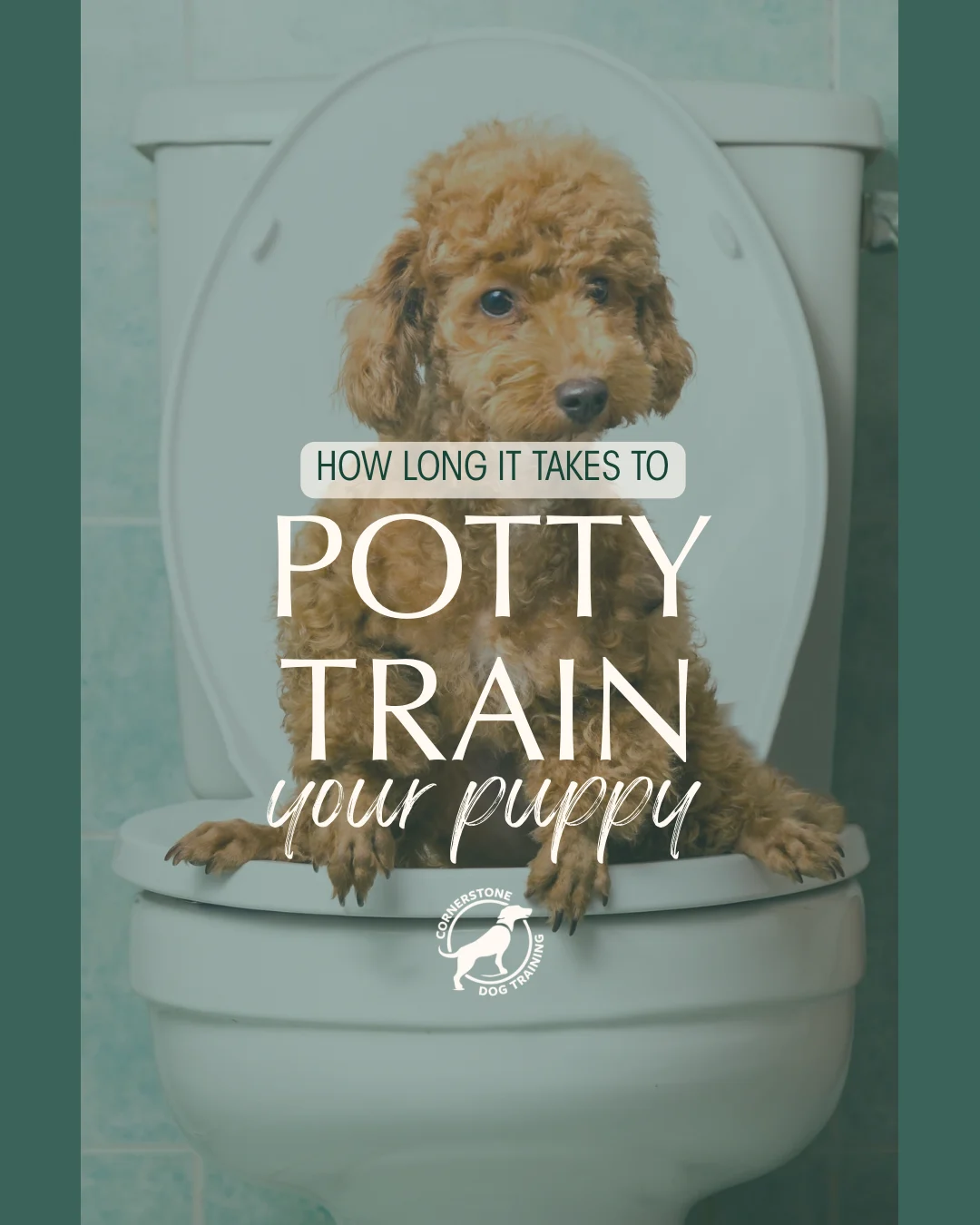 Puppy Potty Training in Davis County