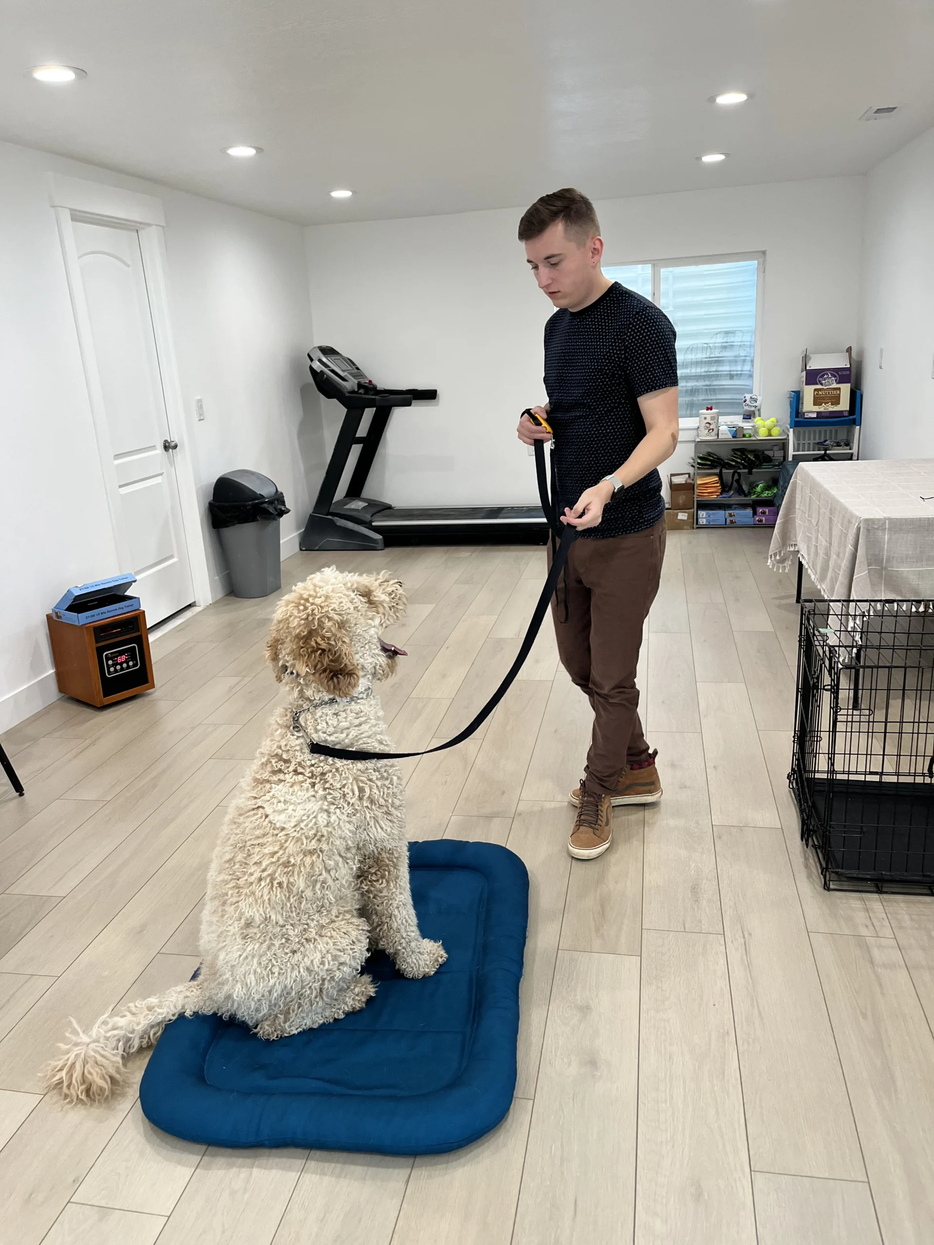 Best dog training in layton