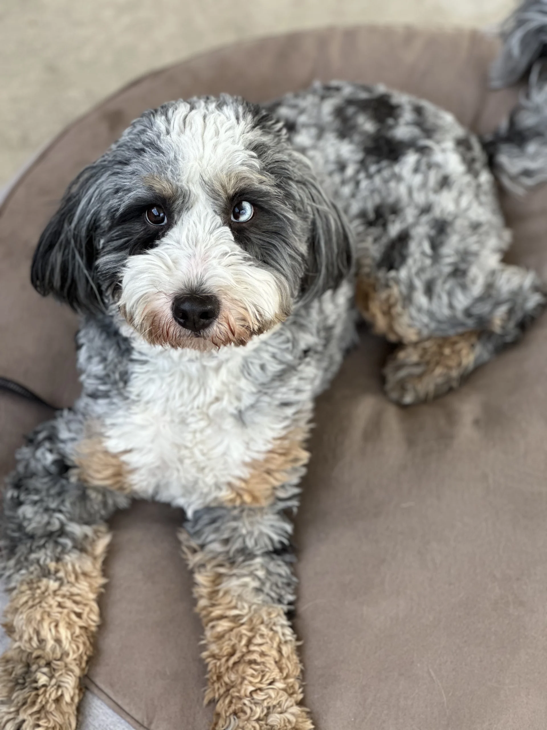 What If My Dog Needs More Training?