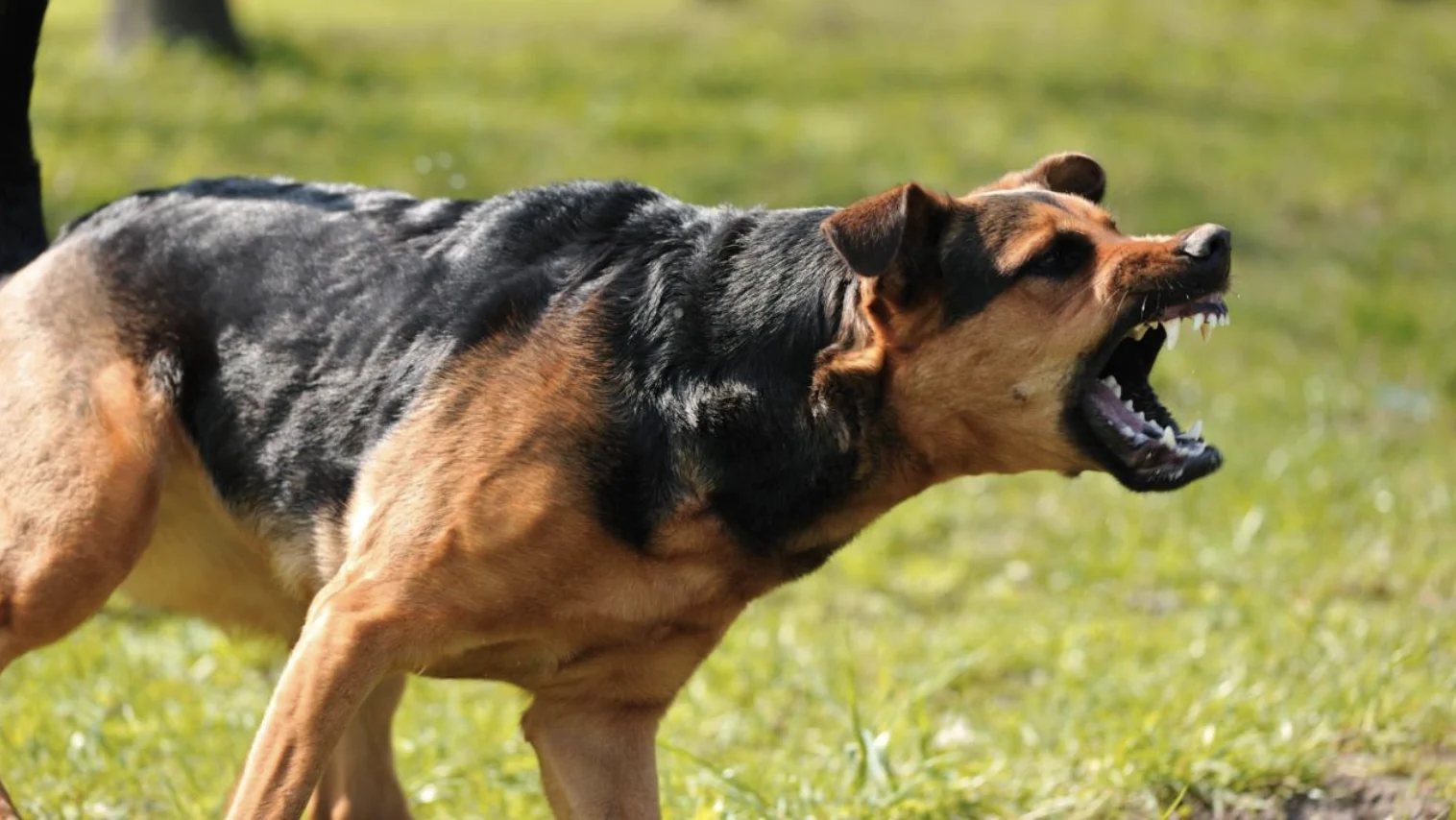 Aggressive Dog Training Near Farmington