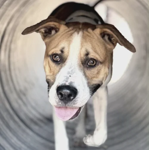 Senior Dog Training: Can Older Dogs Still Learn?
