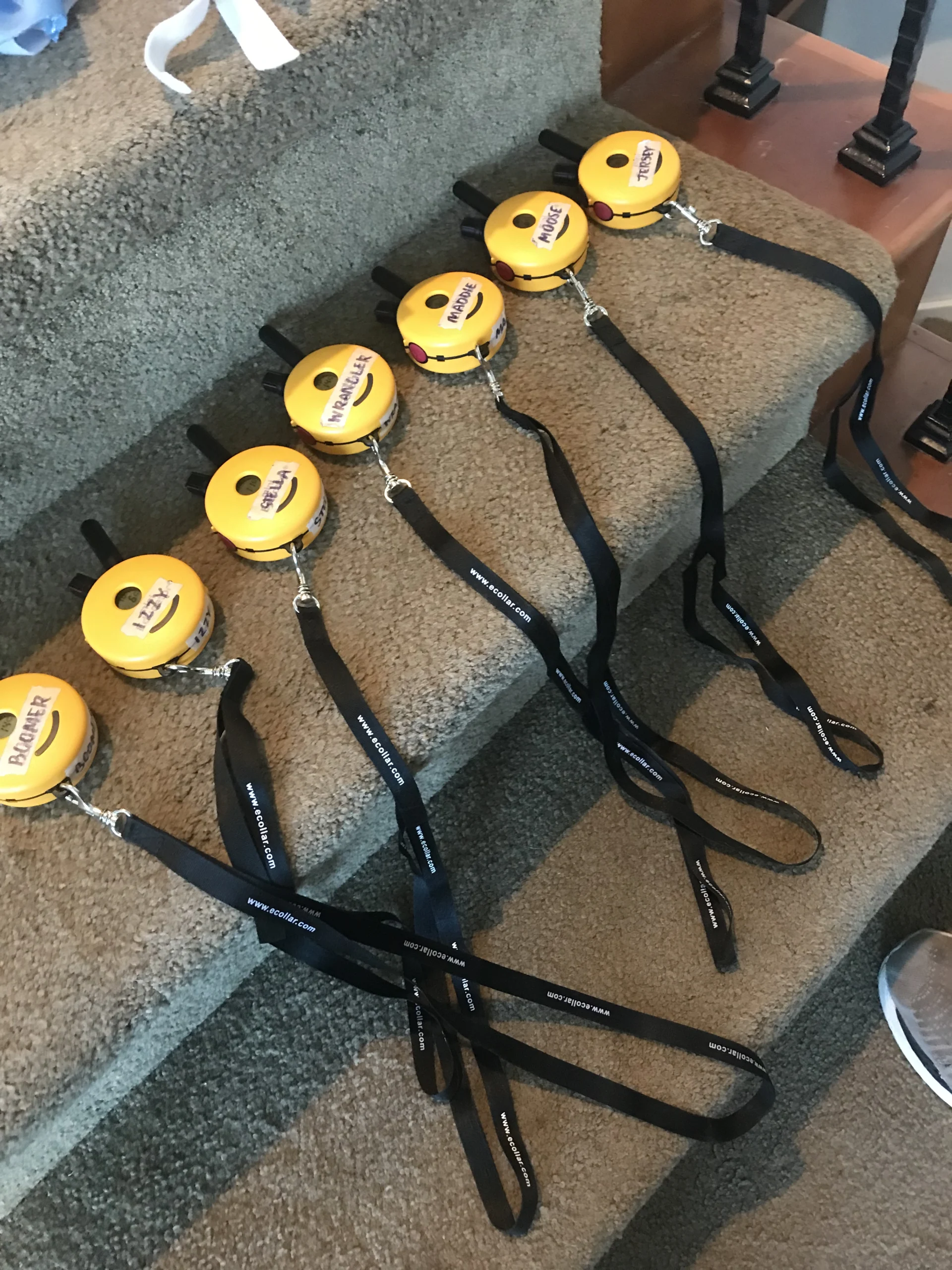 How to Correctly Introduce E-Collar Training Pressure Without Creating Fear and Suppression How to Correctly Introduce E-Collar Training Pressure Without Creating Fear and Suppression